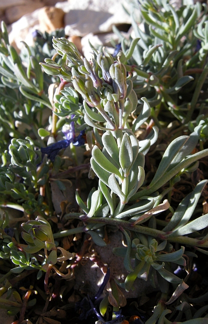 Linaria alpina